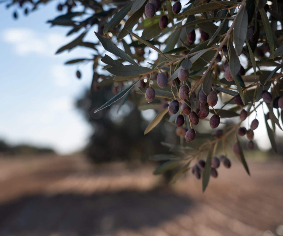 Tunisian olive tree in North Africa. EQTEC are marketing leaders in the gasification industry. Click to find out more.