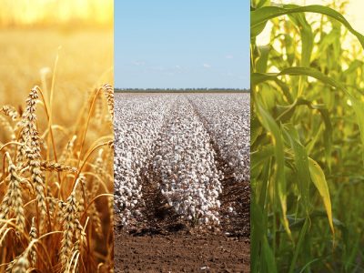 Biomass feedstock -  corn, straw, cotton